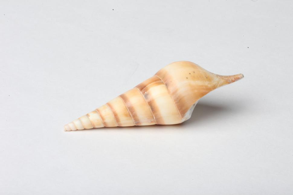 Free Image of Seashell 