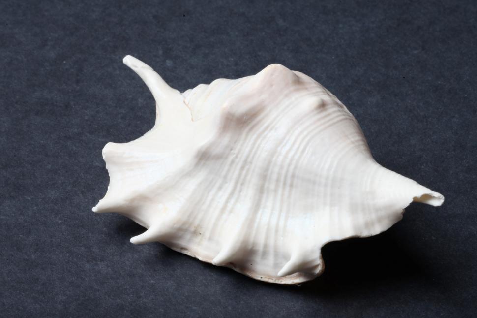 Free Image of Seashell 