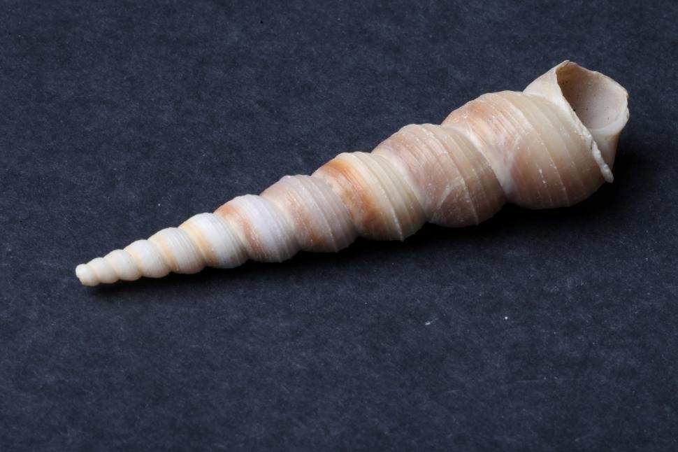 Free Image of Sea shell 