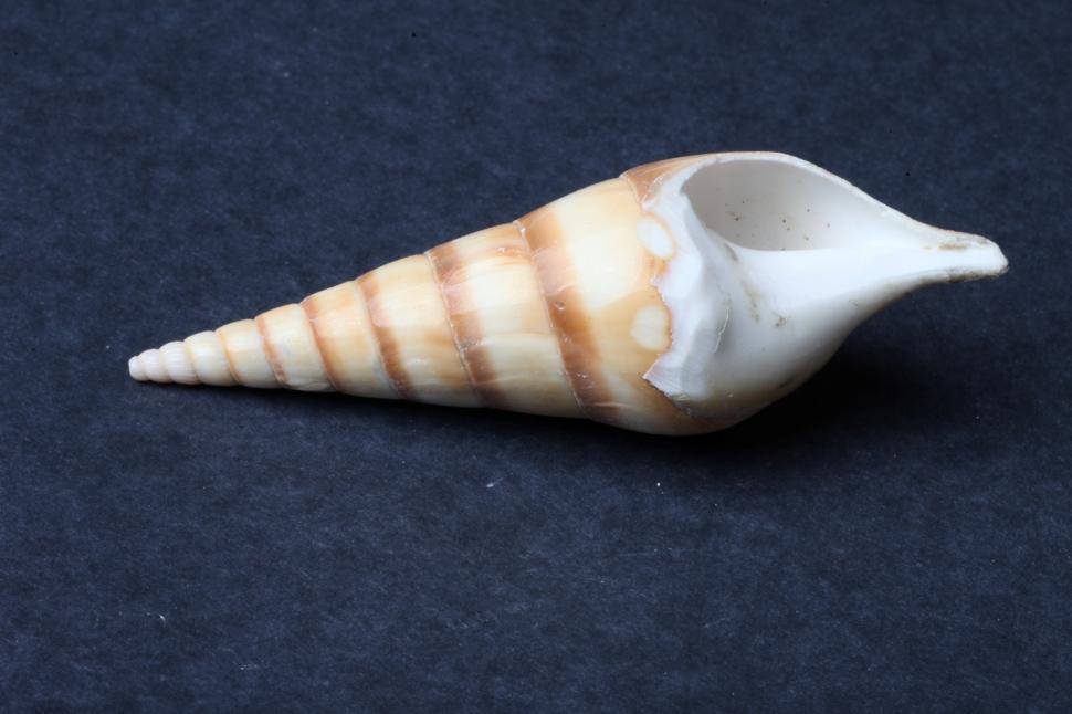 Free Image of Single Sea shell 