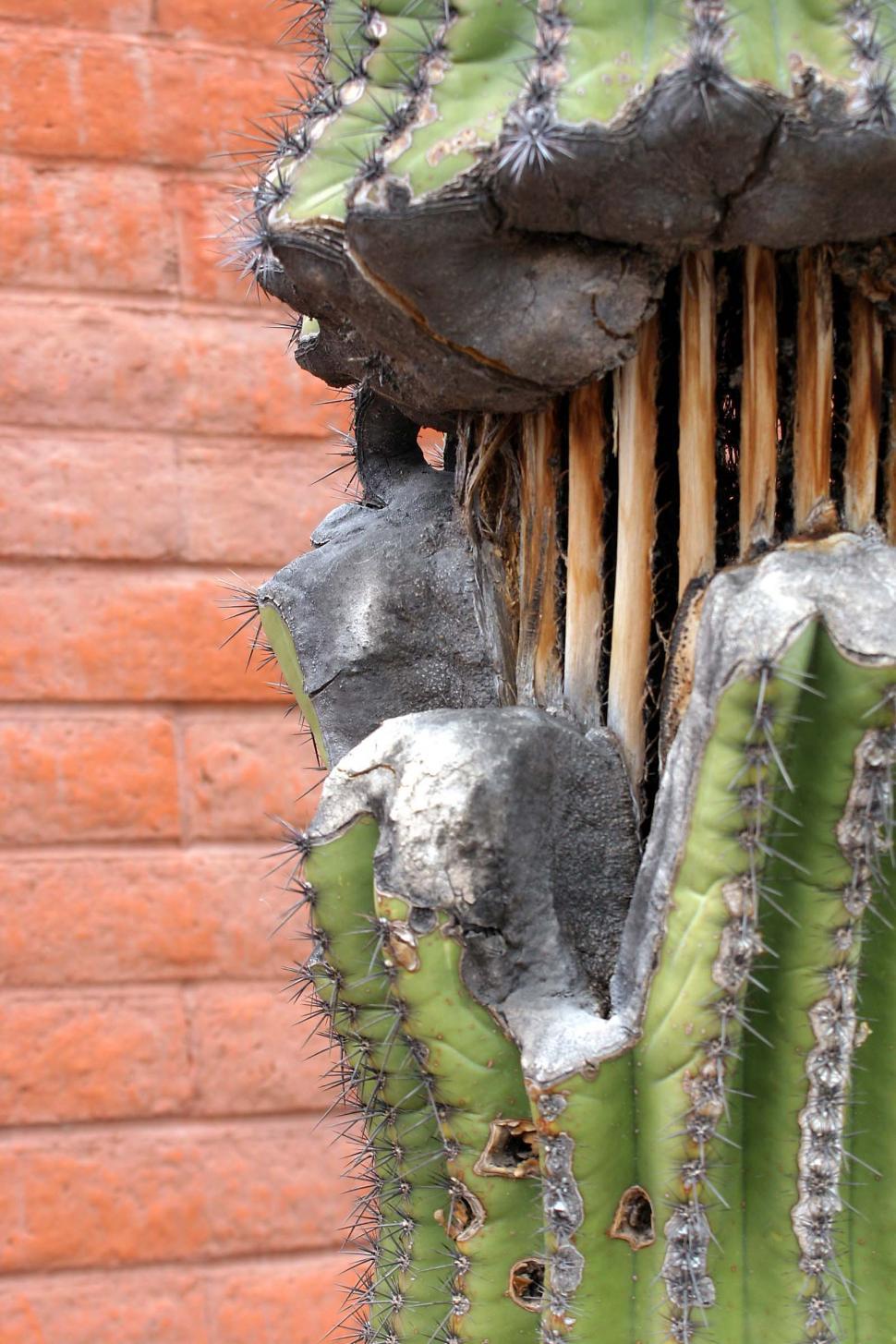 Free Image of Wounded Saguaro Cactus 