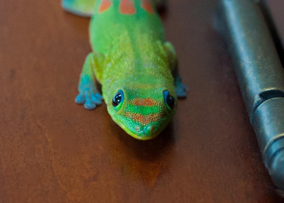 Free Image of Gecko 