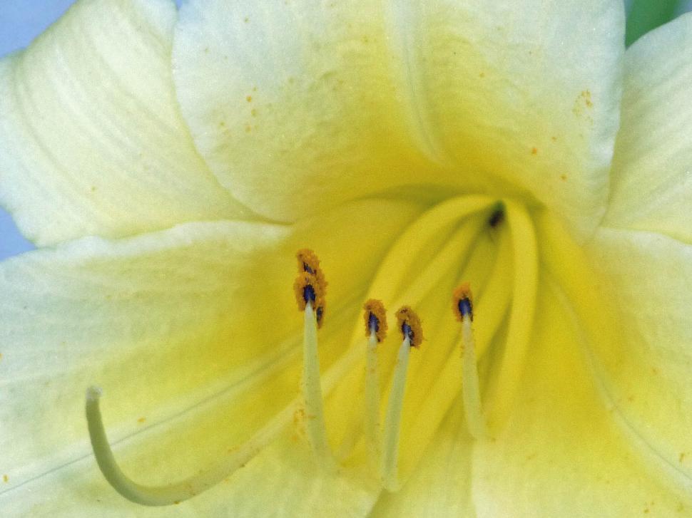 Free Image of Yellow daylily closeup  