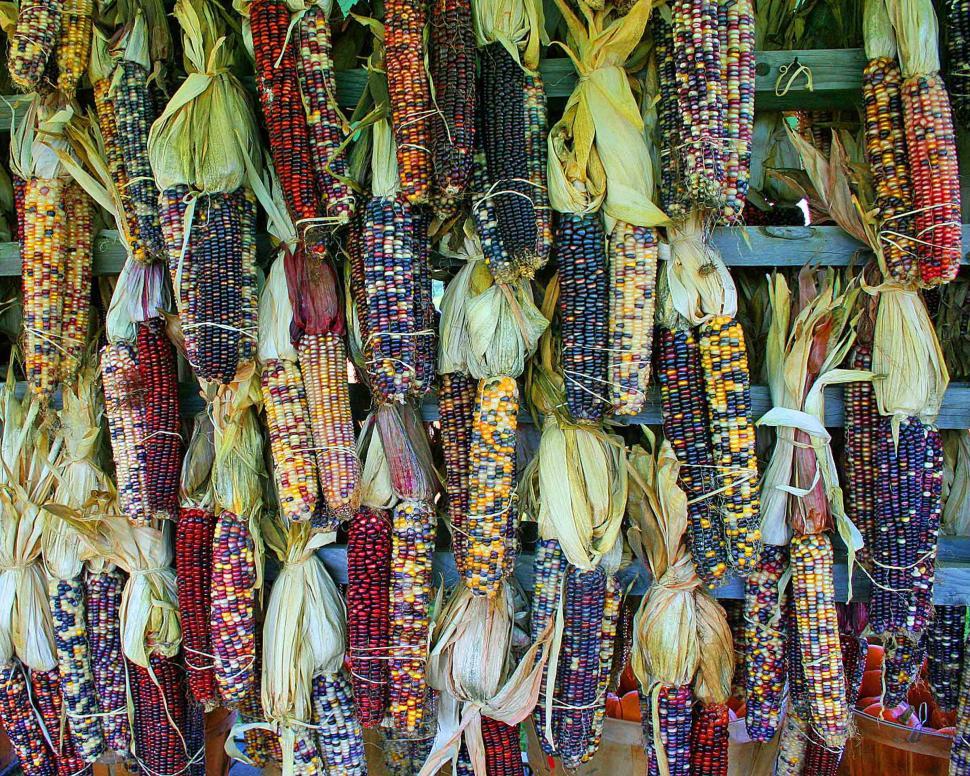 Free Image of Colorful Indian corn at a roadside farm stall 