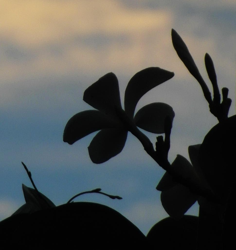 Free Image of Tropical Trees and Flowers Silhouette 