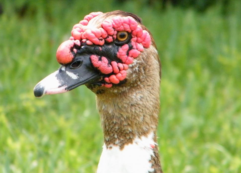 Free Image of Muscovy Duck 