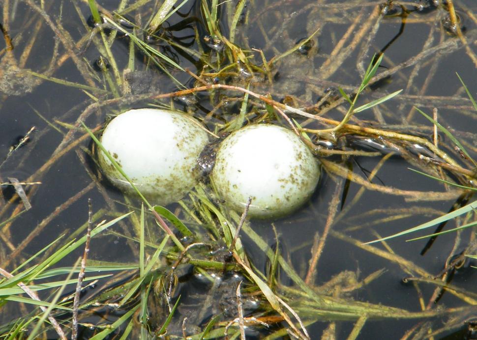 Free Image of Turtle Eggs 