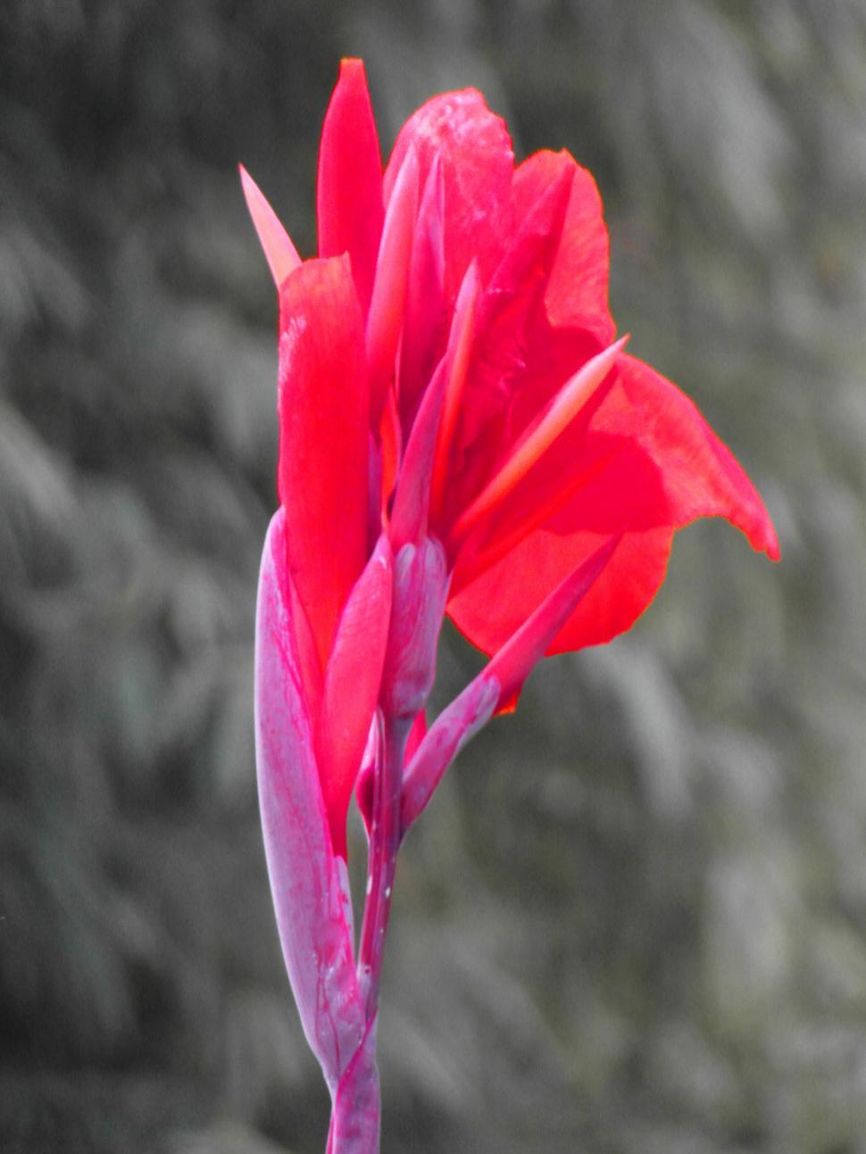 Free Image of Isolated Red Flower 