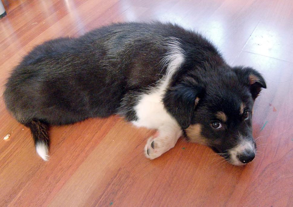 Free Image of Border collie puppy 