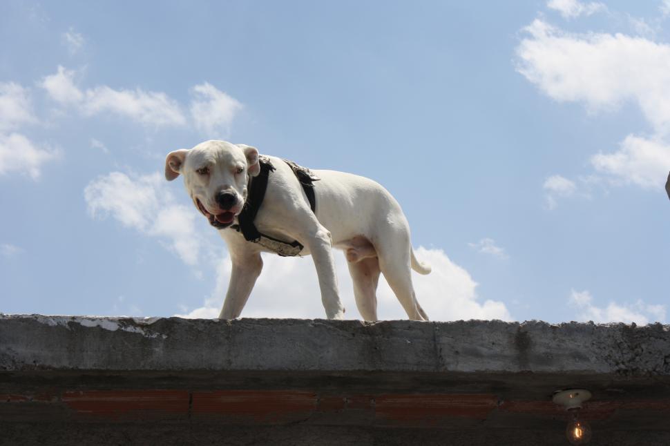 Free Image of Puppy on the Roof 