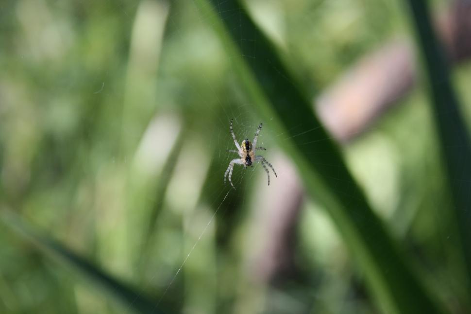 Free Image of Spider on web 