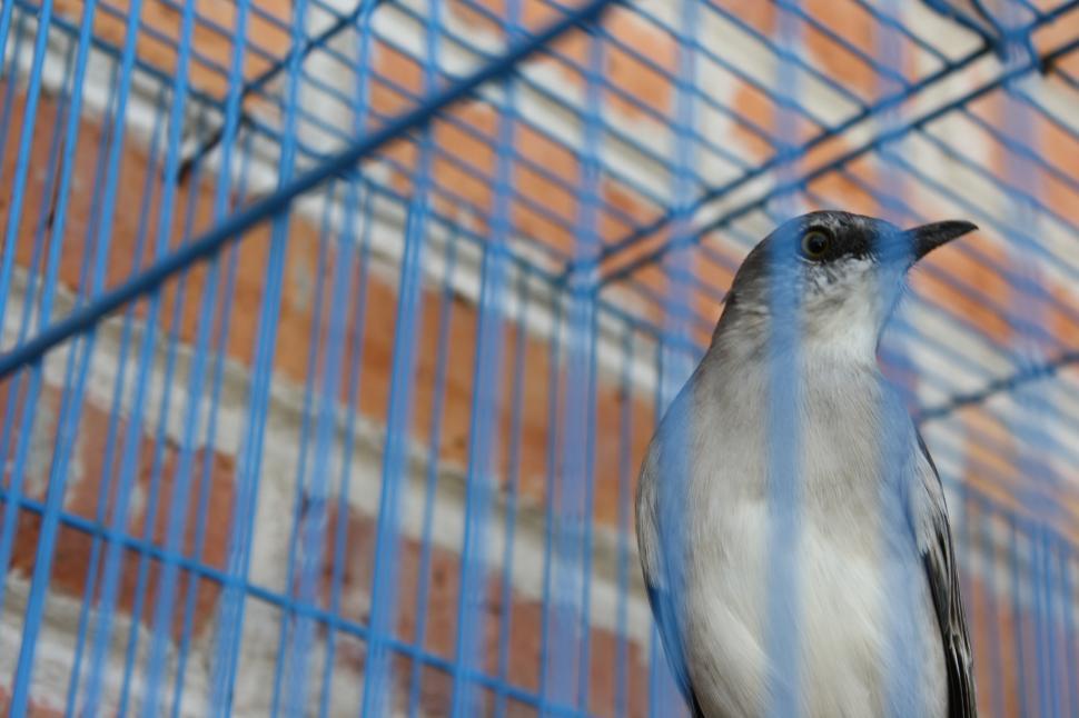 Free Image of Bird in a cage 