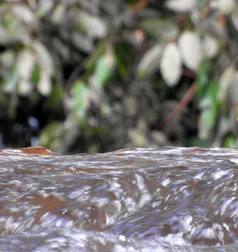 Free Image of Flowing Water / Jungle Background 