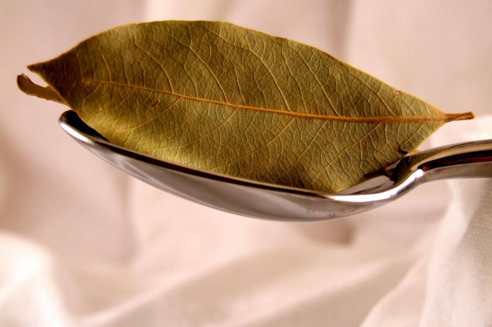 Free Image of Bay leaf 
