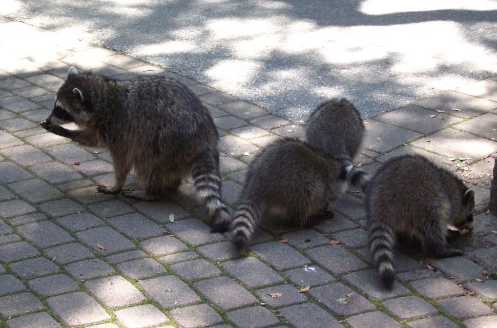 Free Image of Raccoons 