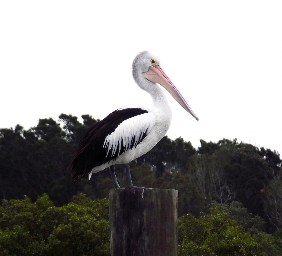 Free Image of Pelican 