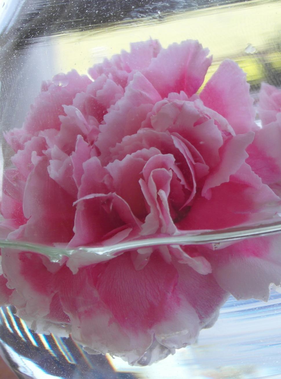 Free Image of Carnation Close-up 
