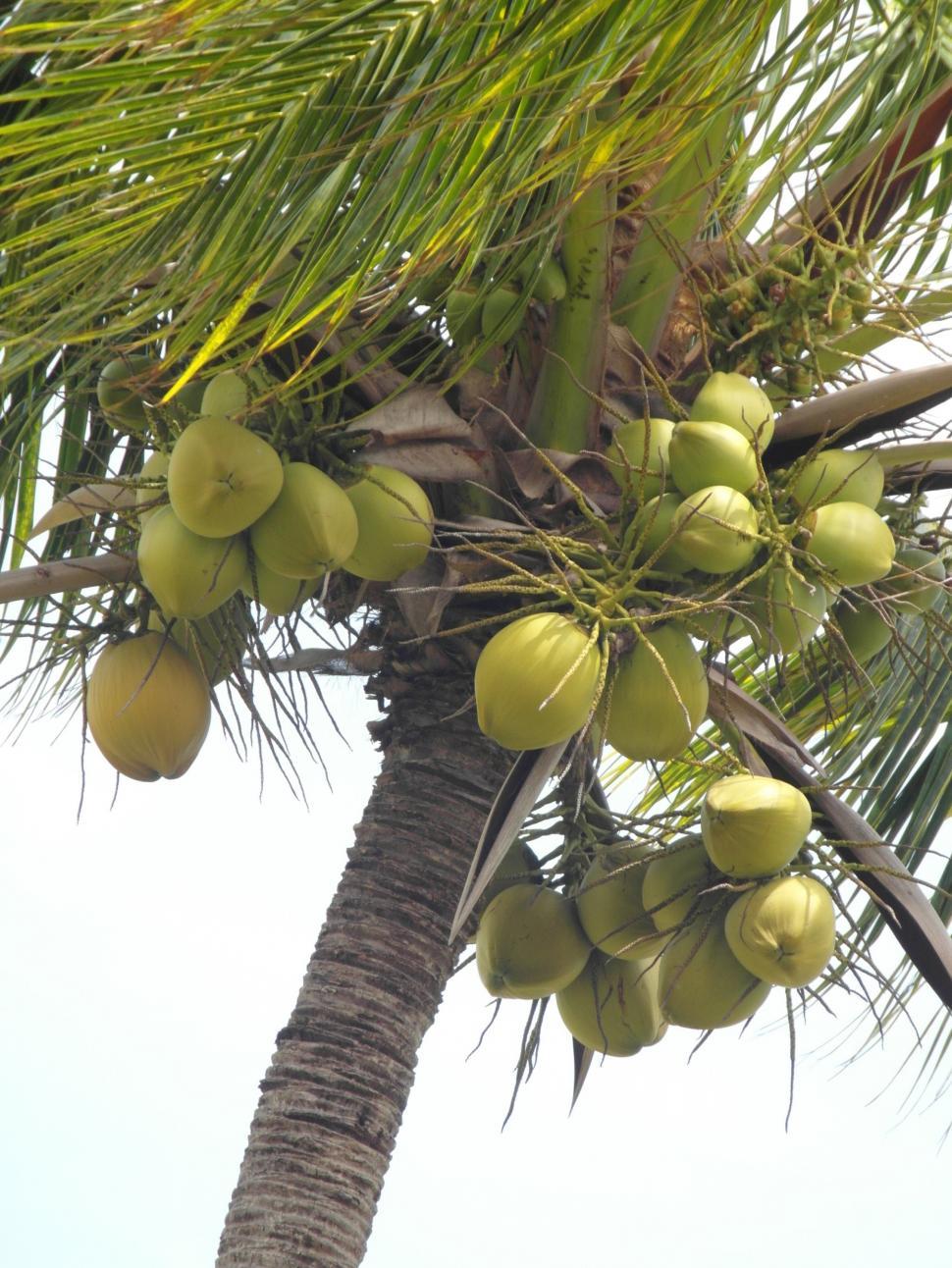 Free Image of Coconut Tree 