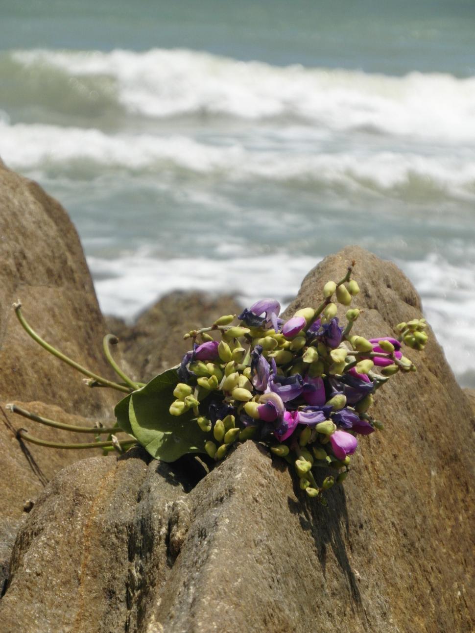 Free Image of Bouquet on Ocean Rocks 