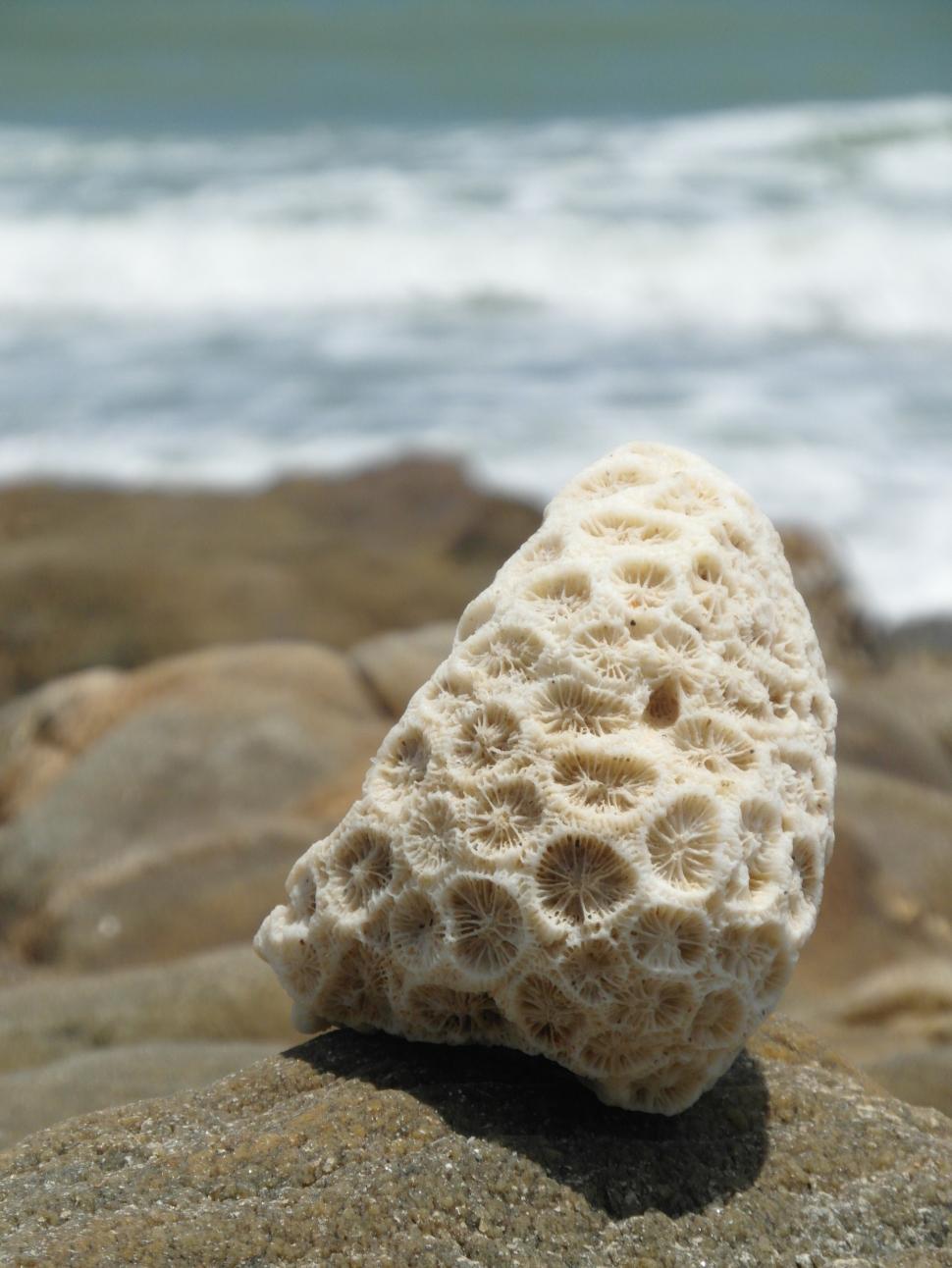 Free Image of Pretty Coral by the Sea 