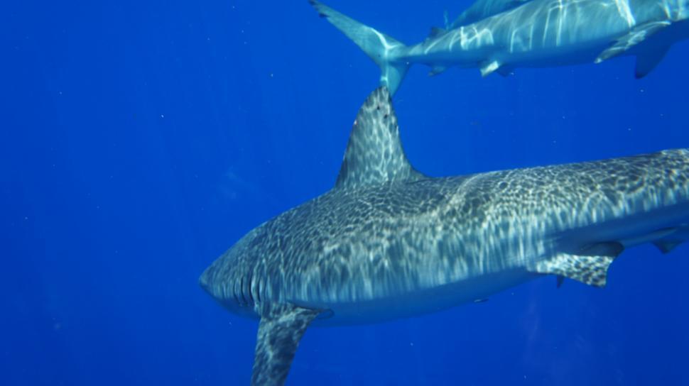 Free Image of Sharks Swimming Underwater 