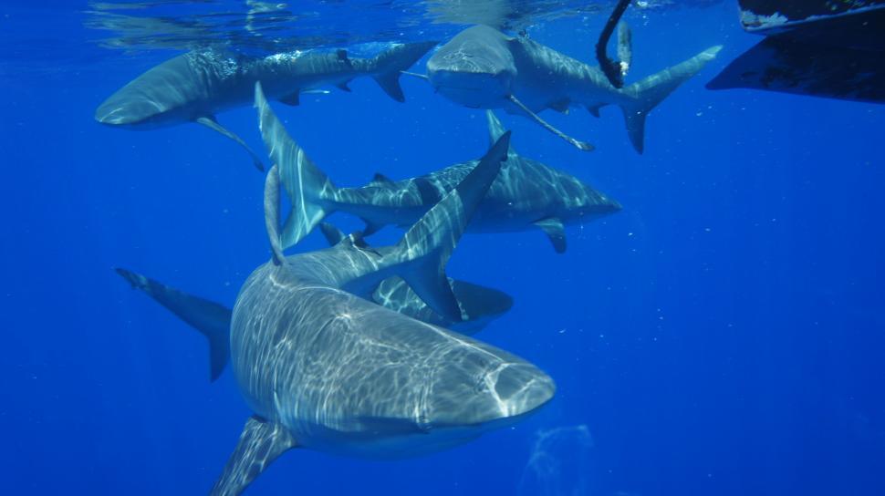 Free Image of Sharks Swimming Underwater 