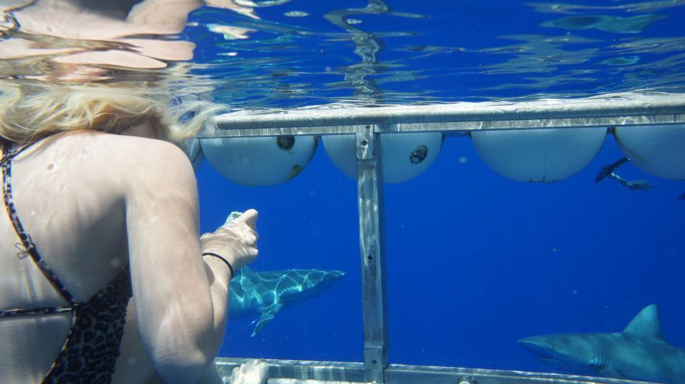 Free Image of Swimming with Sharks 