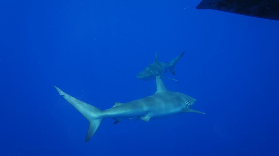 Free Image of Swimming with the Sharks 