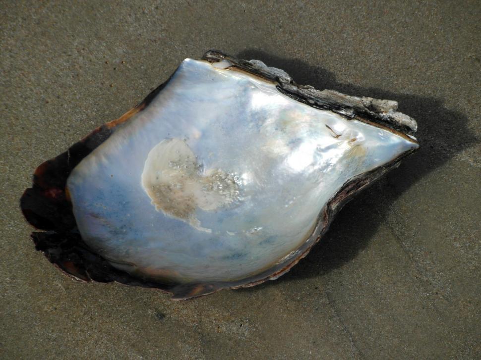 Free Image of Shiny Shell on the Beach 