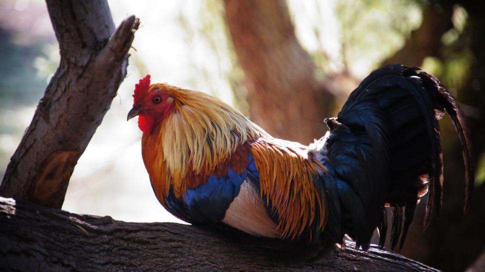 Free Image of Beautiful Rooster 