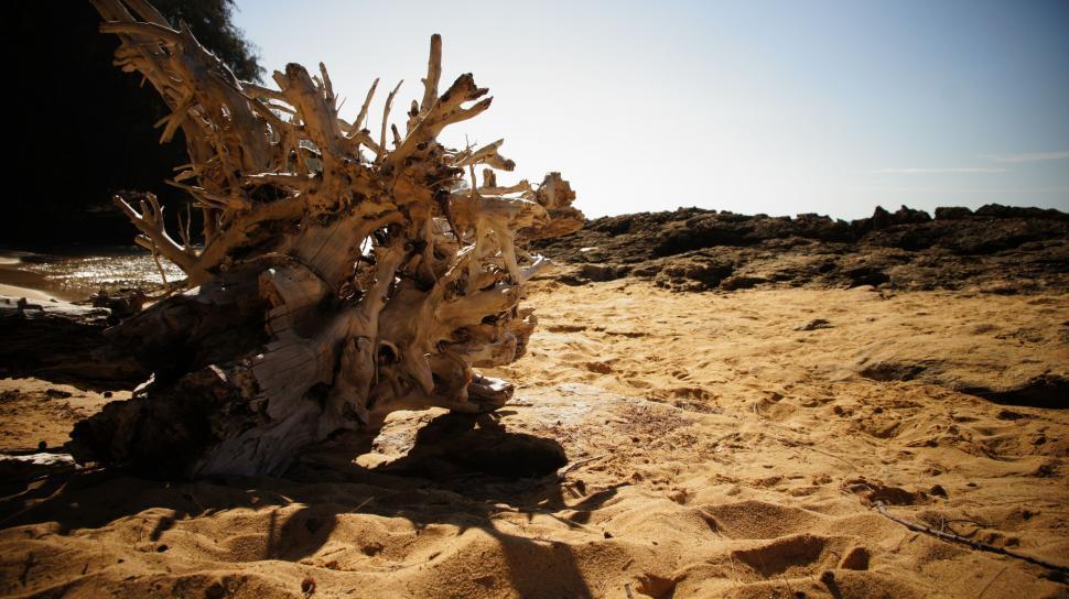 Free Image of Log on the Beach 