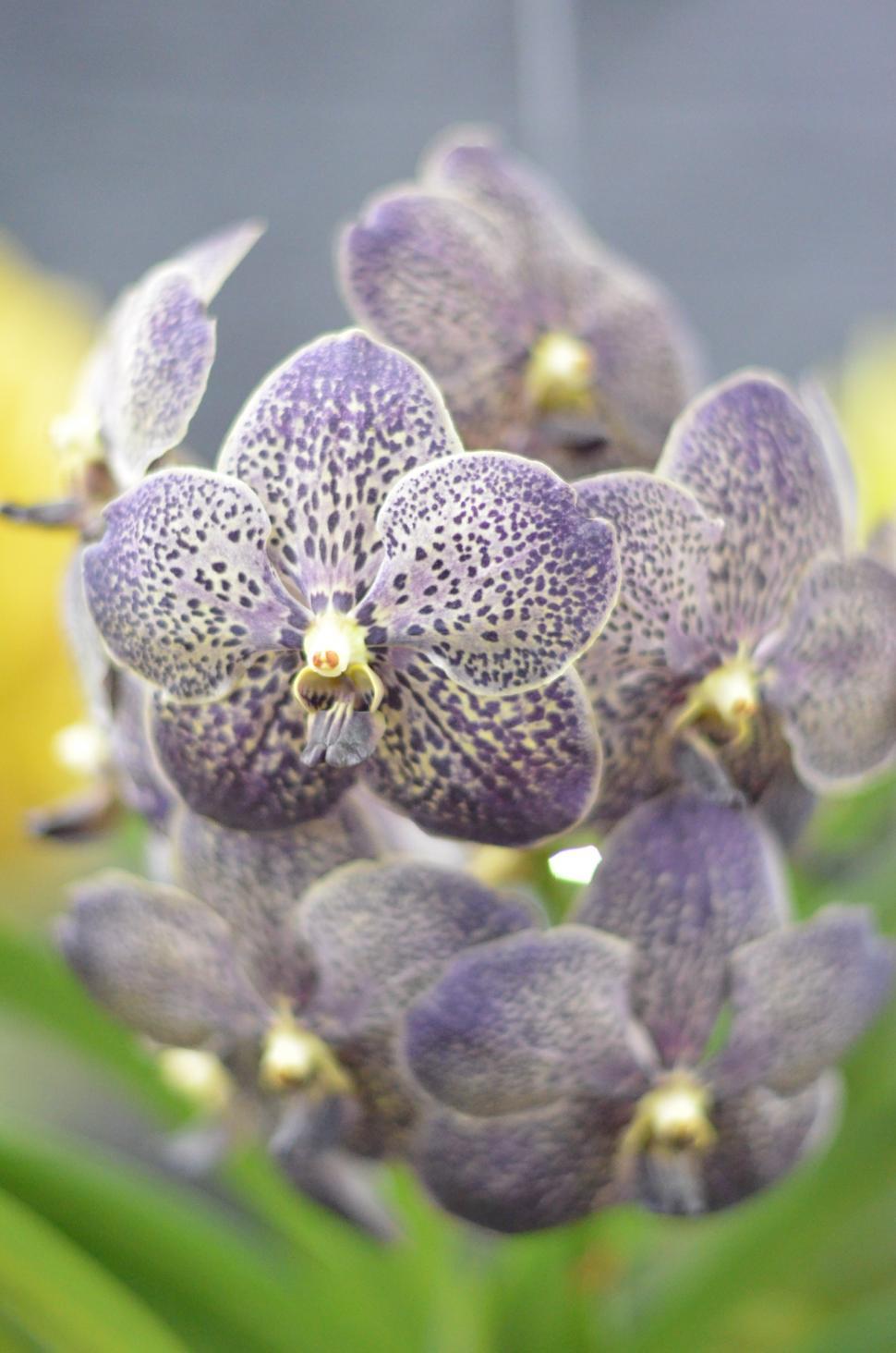 Free Image of Orchid 