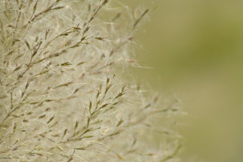 Free Image of Grass Seed 