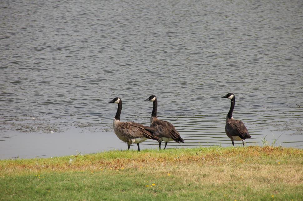 Free Image of Geese 