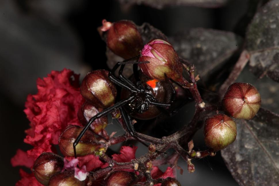 Free Image of Black Widow Spider 