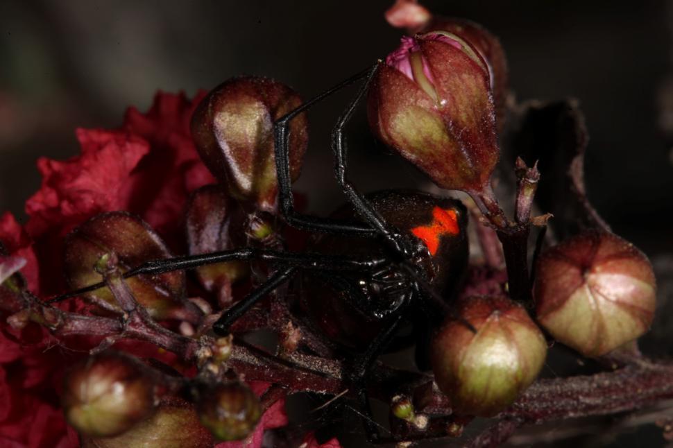 Free Image of Black Widow Spider 