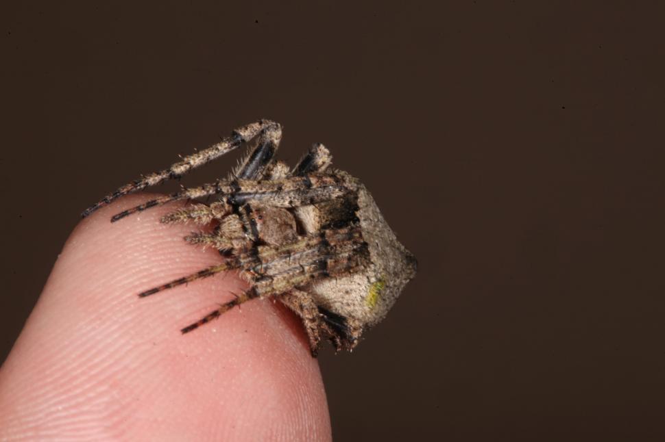 Free Image of Spider on a finger 