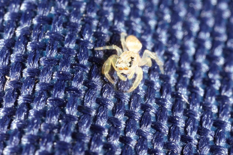 Free Image of Jumping Spider on Blue fiber 