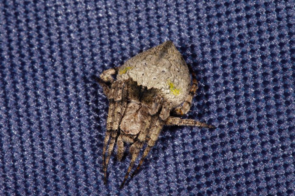 Free Image of Spider on blue fabric 