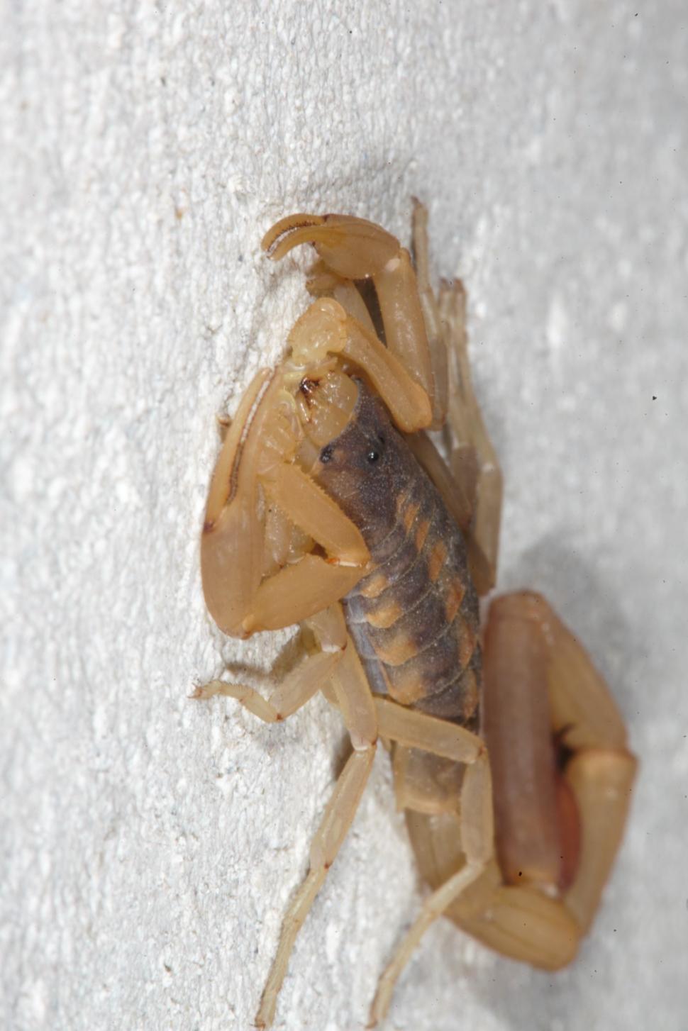 Free Image of Scorpion 