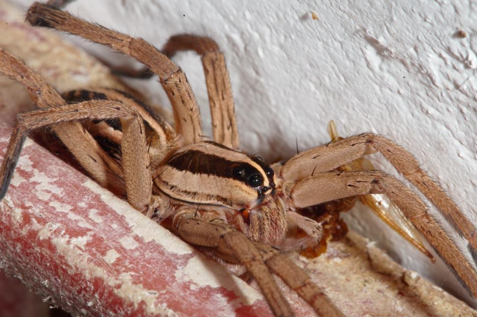 Free Image of Wolf Spider 
