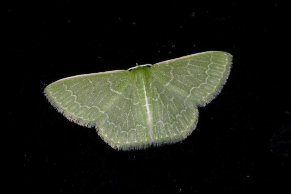 Free Image of Moth 