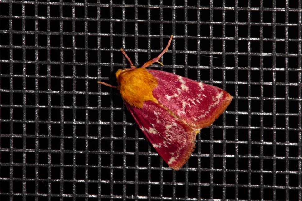 Free Image of Moth 
