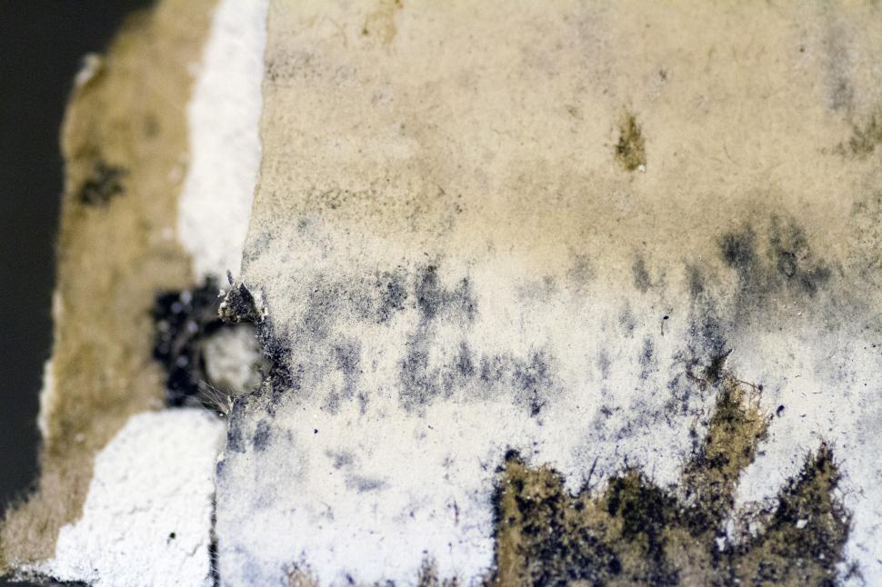 Free Image of Mold fungus on wall 