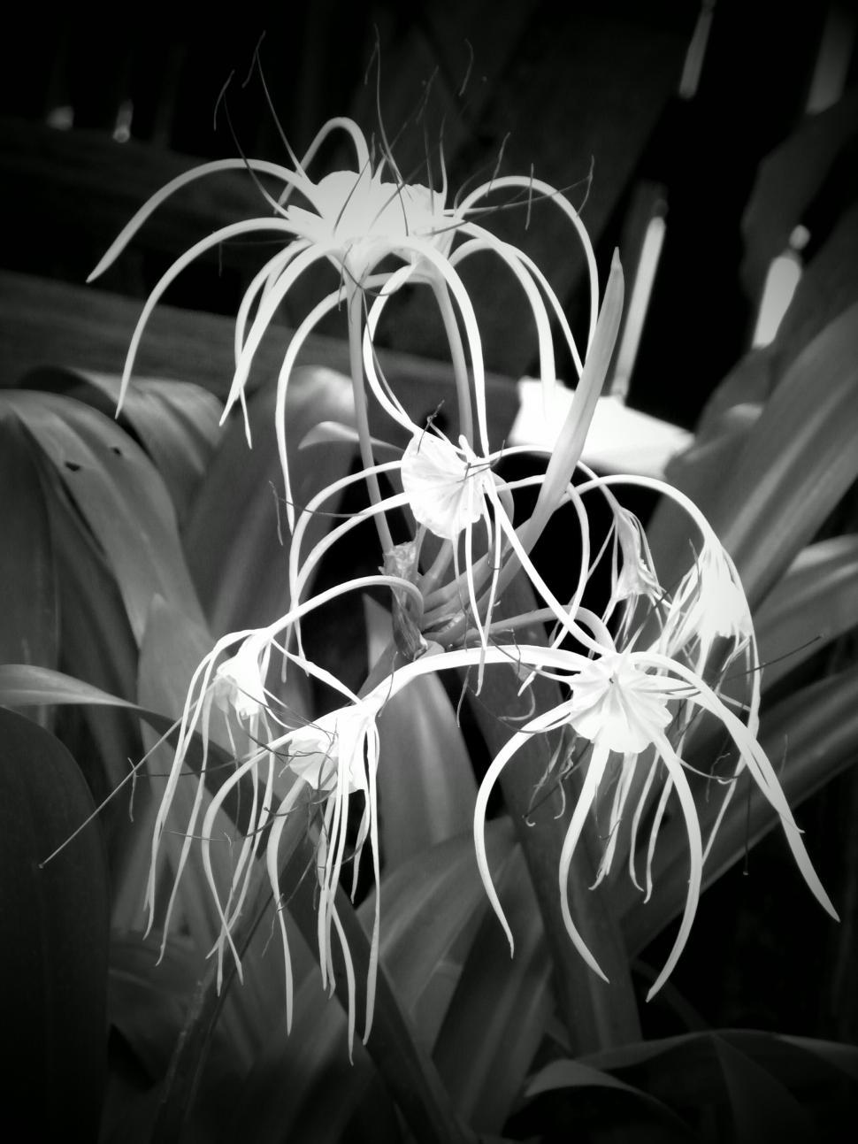 Free Image of White Tropical Flower B&W 