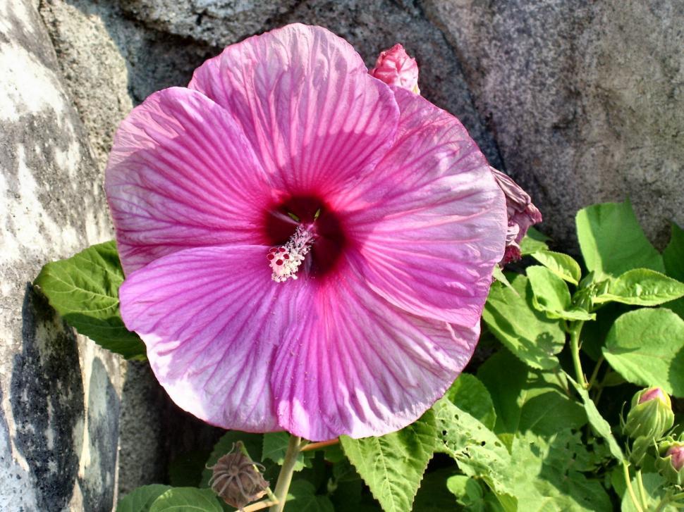 Free Image of Beautiful Pink Flower 