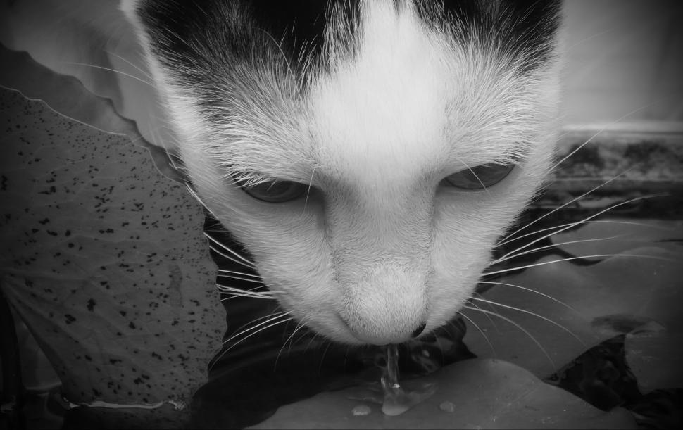Free Image of Cat Drinking Water B&W 