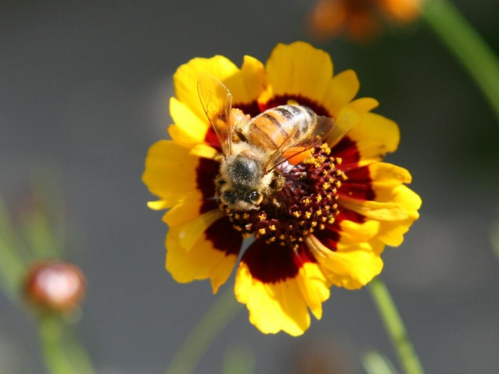 Free Image of Honey Bee 