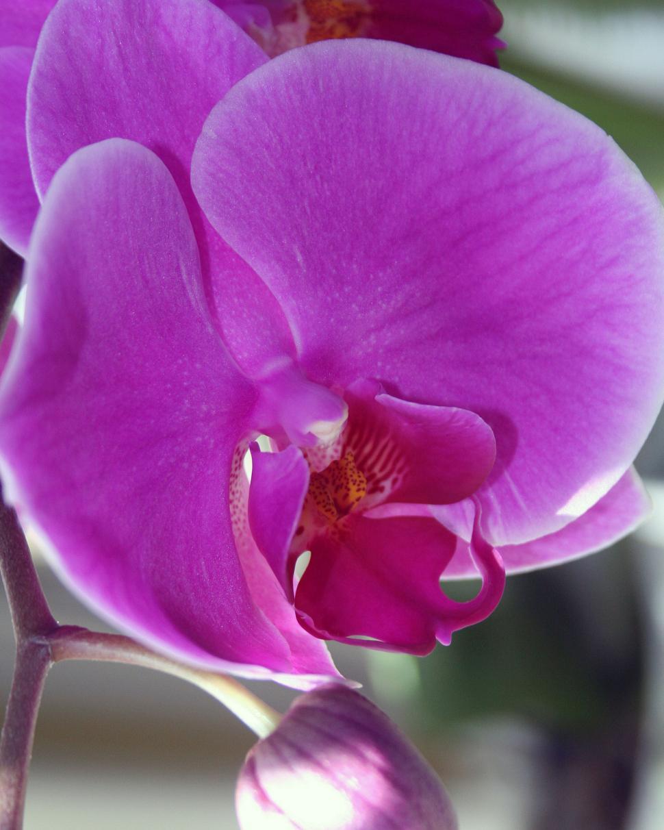Free Image of Pink Orchid Flower 