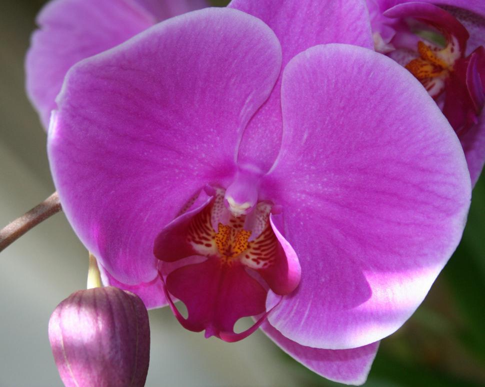 Free Image of Pink Orchid Plant 